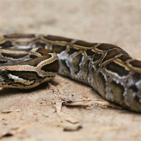 Python Eating Cow 的图像结果