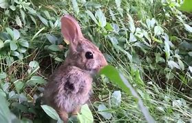 Image result for Cute Baby Bunny Eating