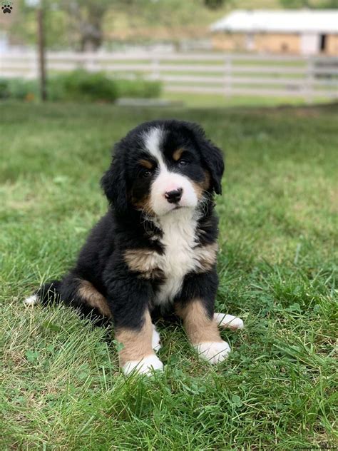 Bernese Mountain Dog Mix Puppies For Sale | Greenfield Puppies