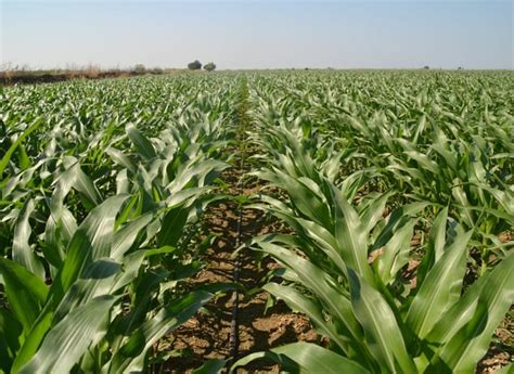 What Is Drip Irrigation? A Complete Guide for Farmers