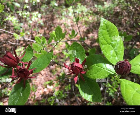 Carolina sweetshrub (Calycanthus floridus) Plantae Stock Photo - Alamy