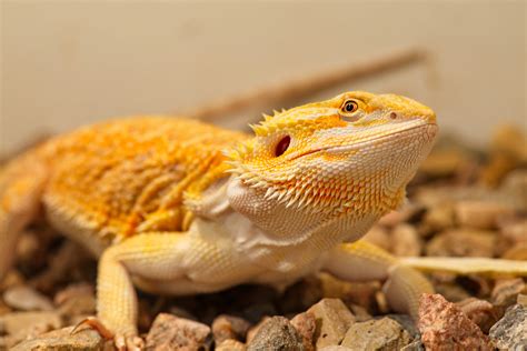 Bearded Dragons Colors 22 Types Of Bearded Dragon Morphs & Colors
