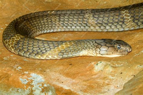 Premium Photo | Close up big king cobra snake at thailand