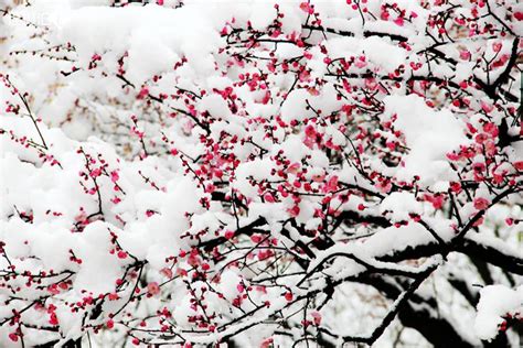 雪中梅 - 雾中人 - 图虫摄影网