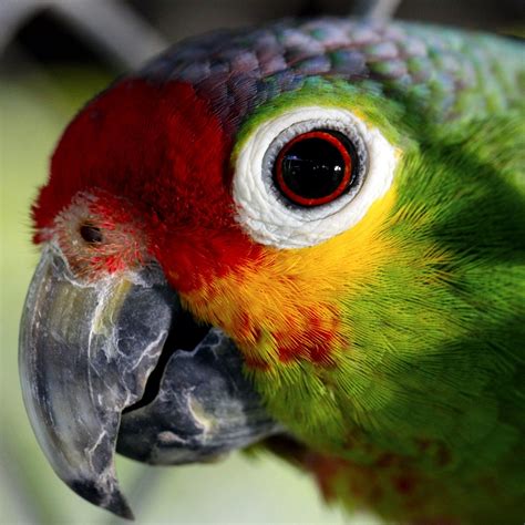 3,000+ Free Parrot & Bird Photos - Pixabay