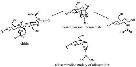 Novel Biological Activities of Allosamidins