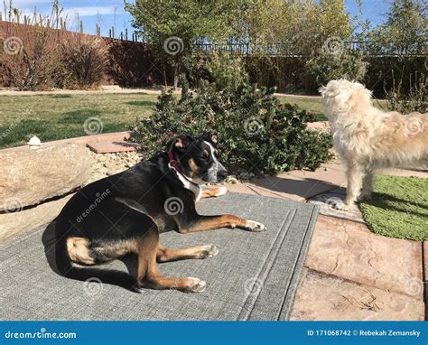 Dogs in sun 1042 stock photo. Image of cute, furry, canis - 171068742