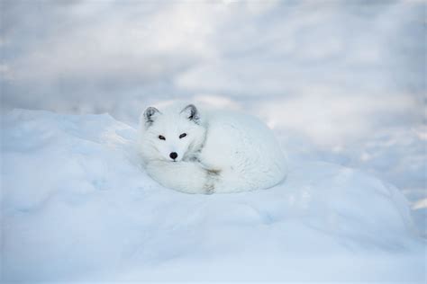 Camouflage Of Arctic Fox