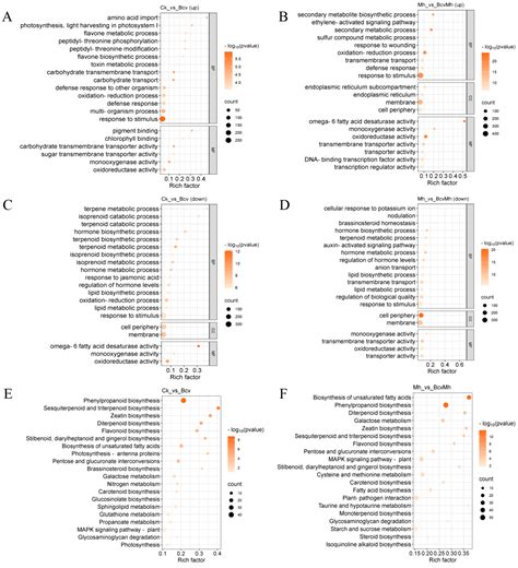 Comparative Transcriptome Analysis Reveals the Molecular Mechanism of ...