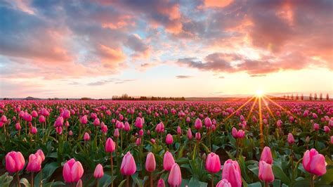 Sunset Pink Tulip Flowers at Skagit Valley Tulip Festival | Flower Meanings