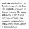 Lymph nodes are secondary lymphoid organs describe the role of lymph ...