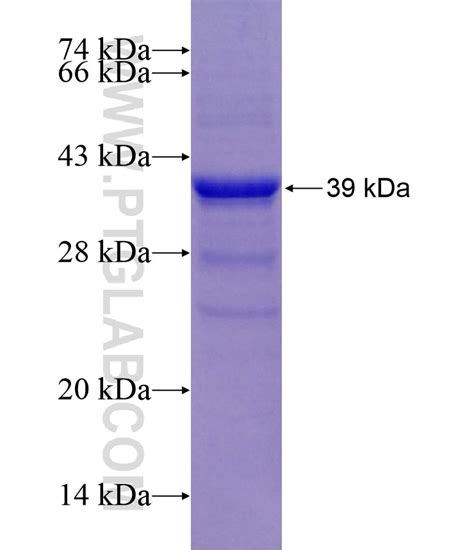 PD-L1/CD274 Fusion Protein Ag27557 | Proteintech