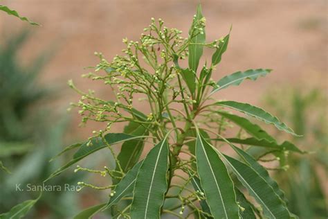 Herbarium JCB