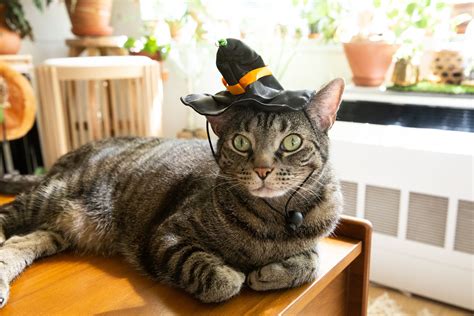 Black Cats Wearing Hats