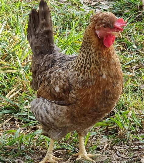 Cream Legbar Chickens | The Blue Egg Layer