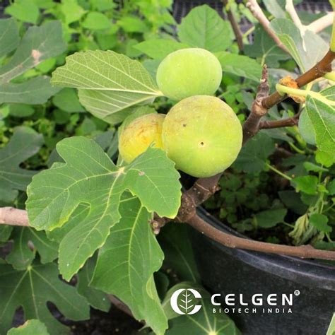 LSU Gold Fig Tissue Culture Plant "Ficus Carica" | Shop Now!
