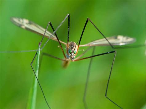 10 Spiritual Meanings of Daddy Long Legs & Symbolism - What Spiritual