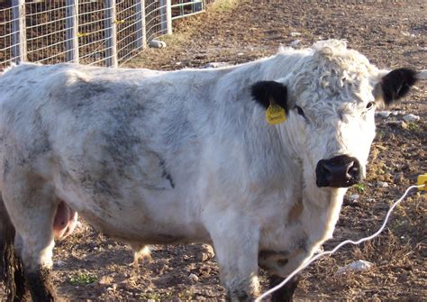 Hohn & 7/H British White Cattle