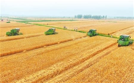 小麦收获近400万亩_图片新闻_河南省人民政府门户网站