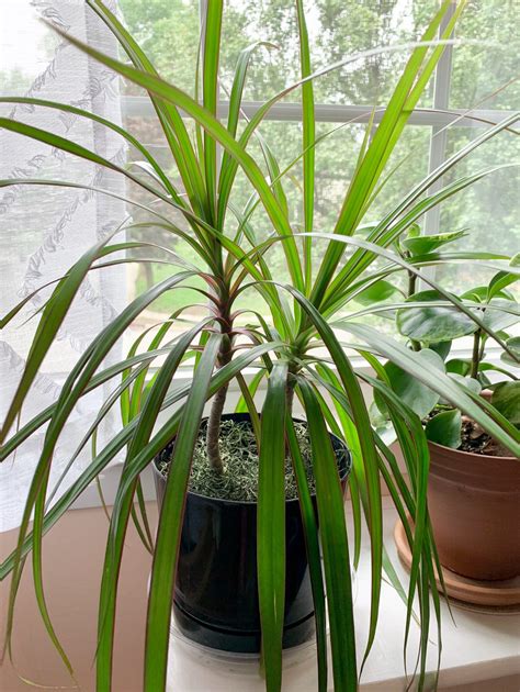 How to Care for and Propagate Dracaena Marginata | Sprouts and Stems