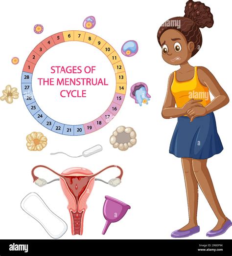 Stages of the Menstrual Cycle Concept illustration Stock Vector Image & Art - Alamy