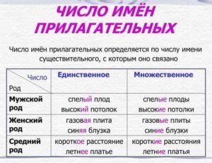 Единственное и множественное число частей речи