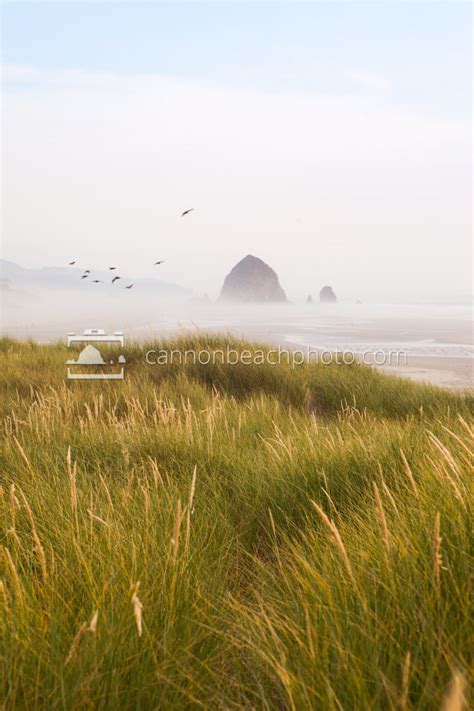Vertical Dune View, Foggy Day with Bird Flight - Cannon Beach Photo