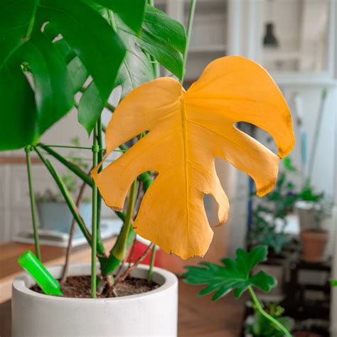 Are Your Monstera Leaves Turning Yellow?