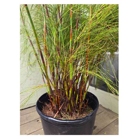 Rhodocoma capensis | Seeding