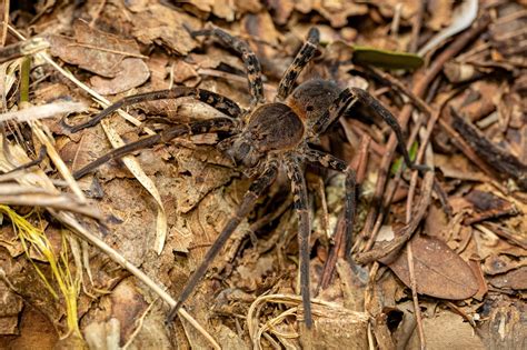 Meet Australia's Largest Funnel-Web Spider Named Hemsworth