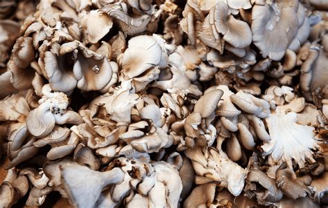 Northern Fires Pizza