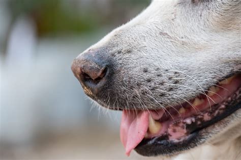 Why Do Dogs Have Whiskers - Whole Dog Journal
