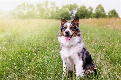 10 Australian Dog Breeds — Australian Herding Dogs | Reader's Digest