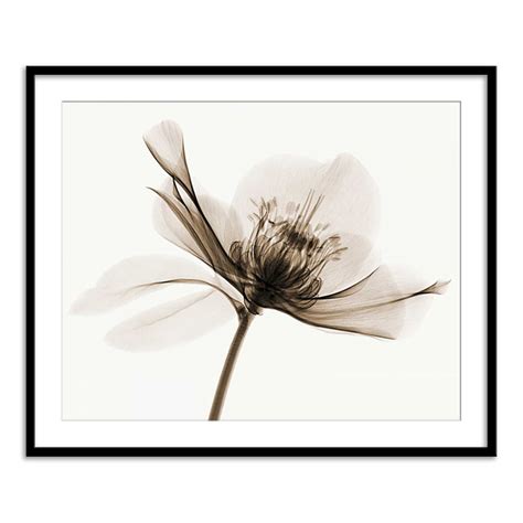 Hellebore II – Calcuttan