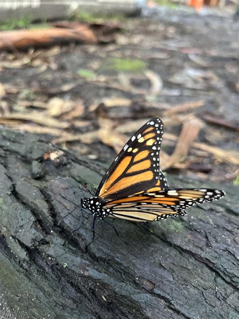 Butterfly House Pacific Grove