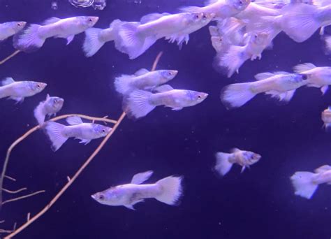 White Guppy Males – Splashy Fin Aquarium Bengaluru