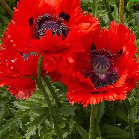 Natural Flower Oriental Poppy Seeds Organic Ukraine | Etsy