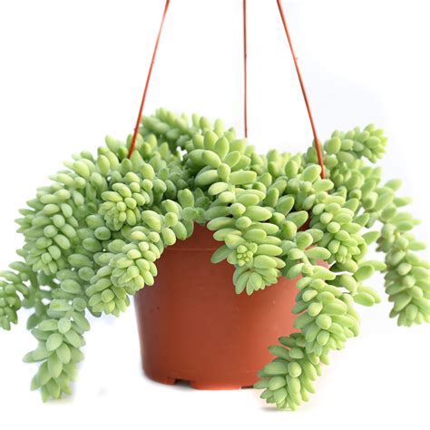 Hanging Indoor Succulents