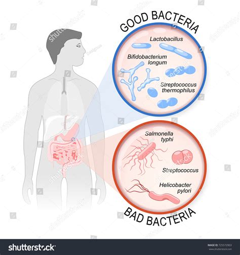 Probiotics Gut Flora Good Lactobacillus Bifidobacterium Stock Illustration 725572903 | Shutterstock