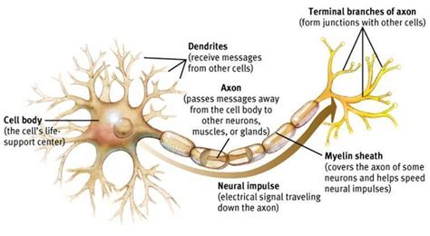 what is Functions of dendrites ? - Brainly.in