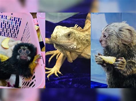 Rare species of monkeys and other rodents, reptiles seized at Chennai ...
