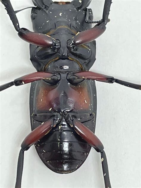Image result for How to Code an Image Using a Absolute URL in HTML