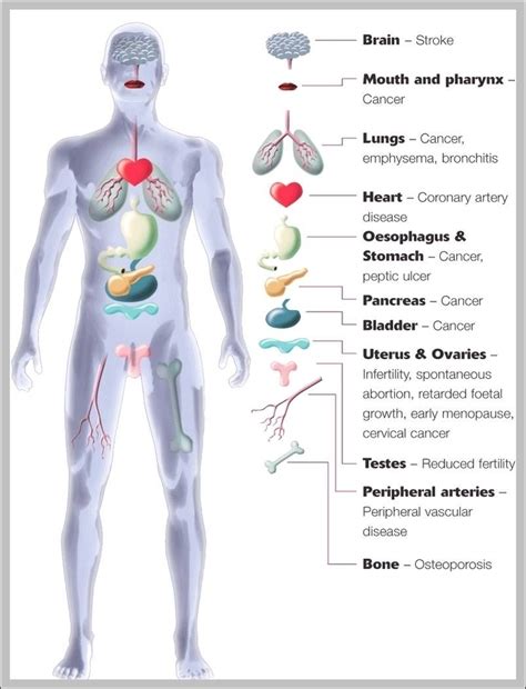 Biology About Human Body 的图像结果