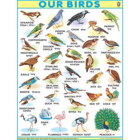 OUR BIRDSJUMBO CHART SIZE 100 X 140 CMS