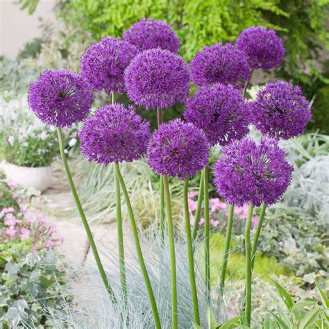 Allium hollandicum Purple Sensation | Planting bulbs, Bulb flowers, Plants