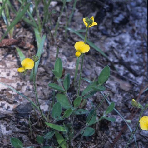 Coastal Plain Animals With Names Coastal Plain Habitat Type – Quest