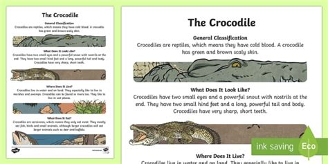 The Crocodile Information Report Writing Sample | Twinkl