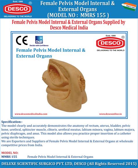 Female Pelvis Model External Organs | DESCO