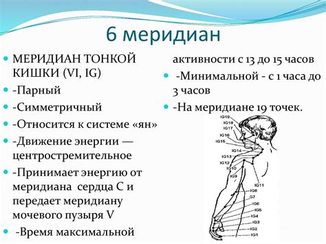 5 и 6 меридианы в рефлексотерапии. Система «у-син» - online presentation