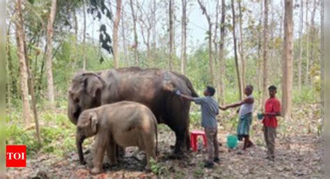 Tripura govt starts installation of radio collars on wild elephants to ...